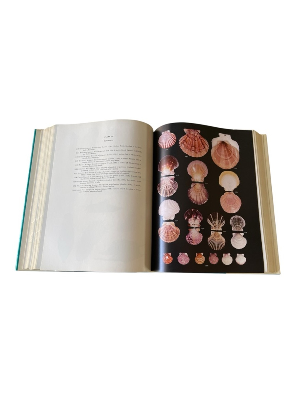American Seashells Second Edition by R. Tucker Abbott Hardcover Reference - Picture 10 of 13